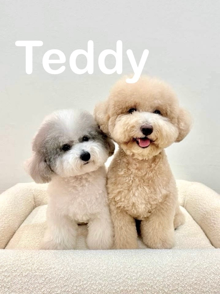 Teddy Cover