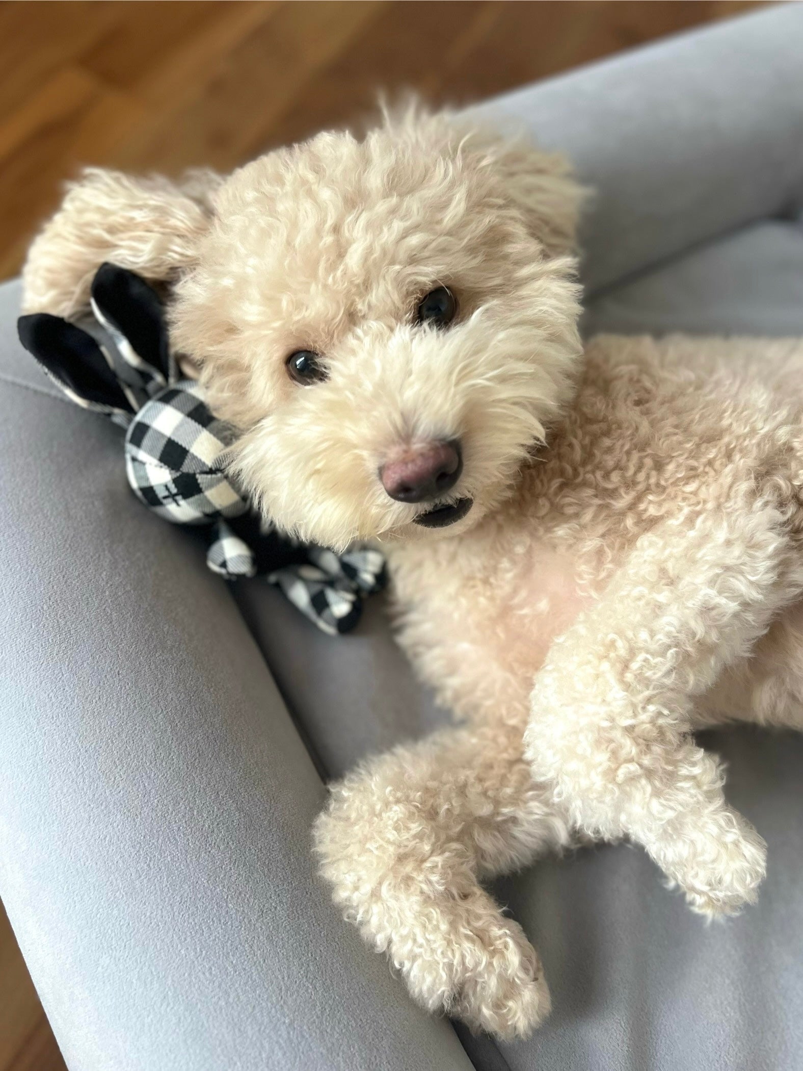 The Betty Bed S+ (Delivery by 31 May)