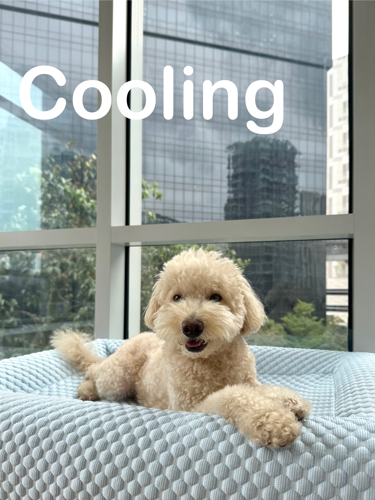 Bundle: The Betty Bed + Cooling Cover