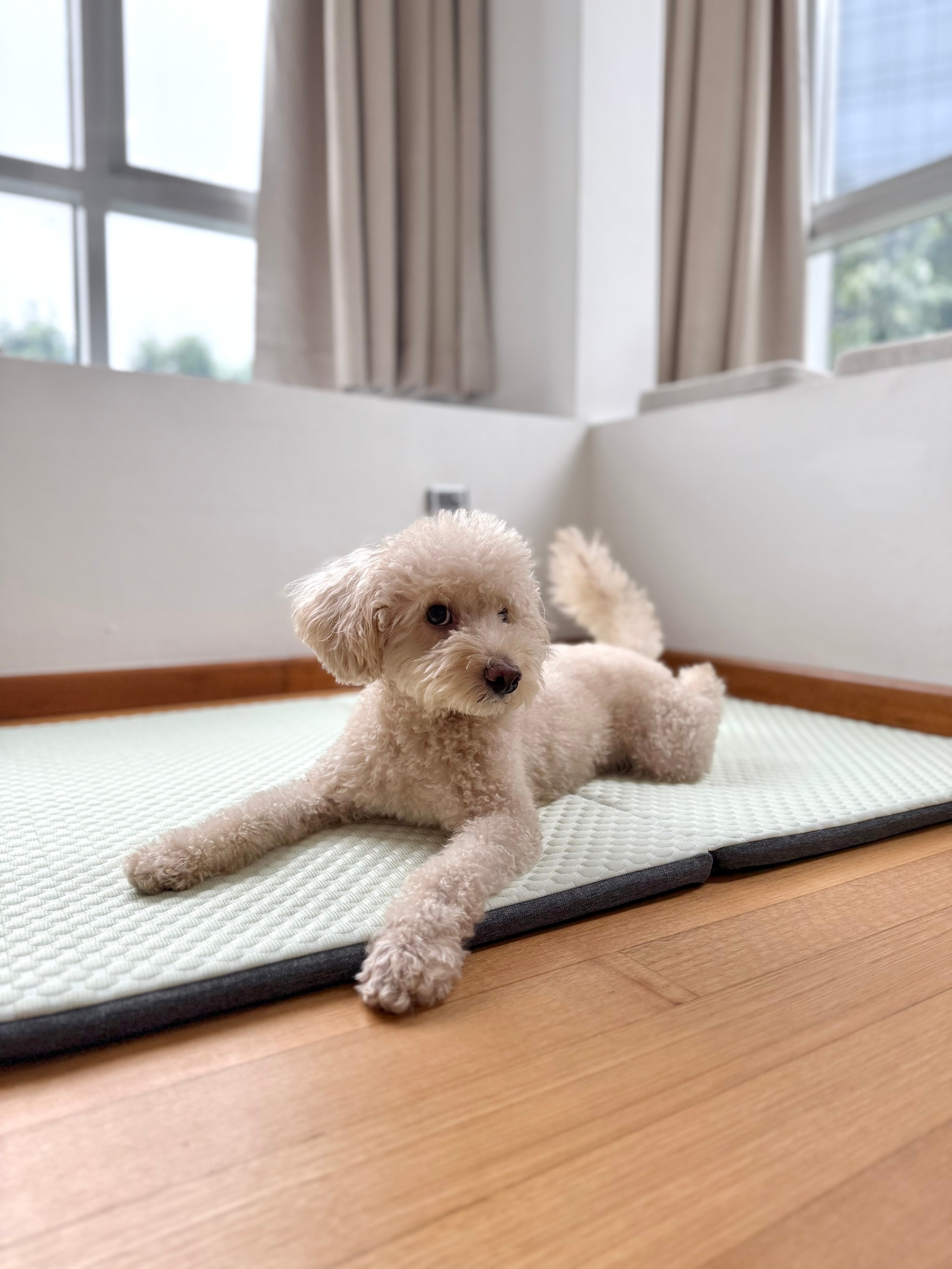 Cooling Mat (Delivery by 31 Dec)