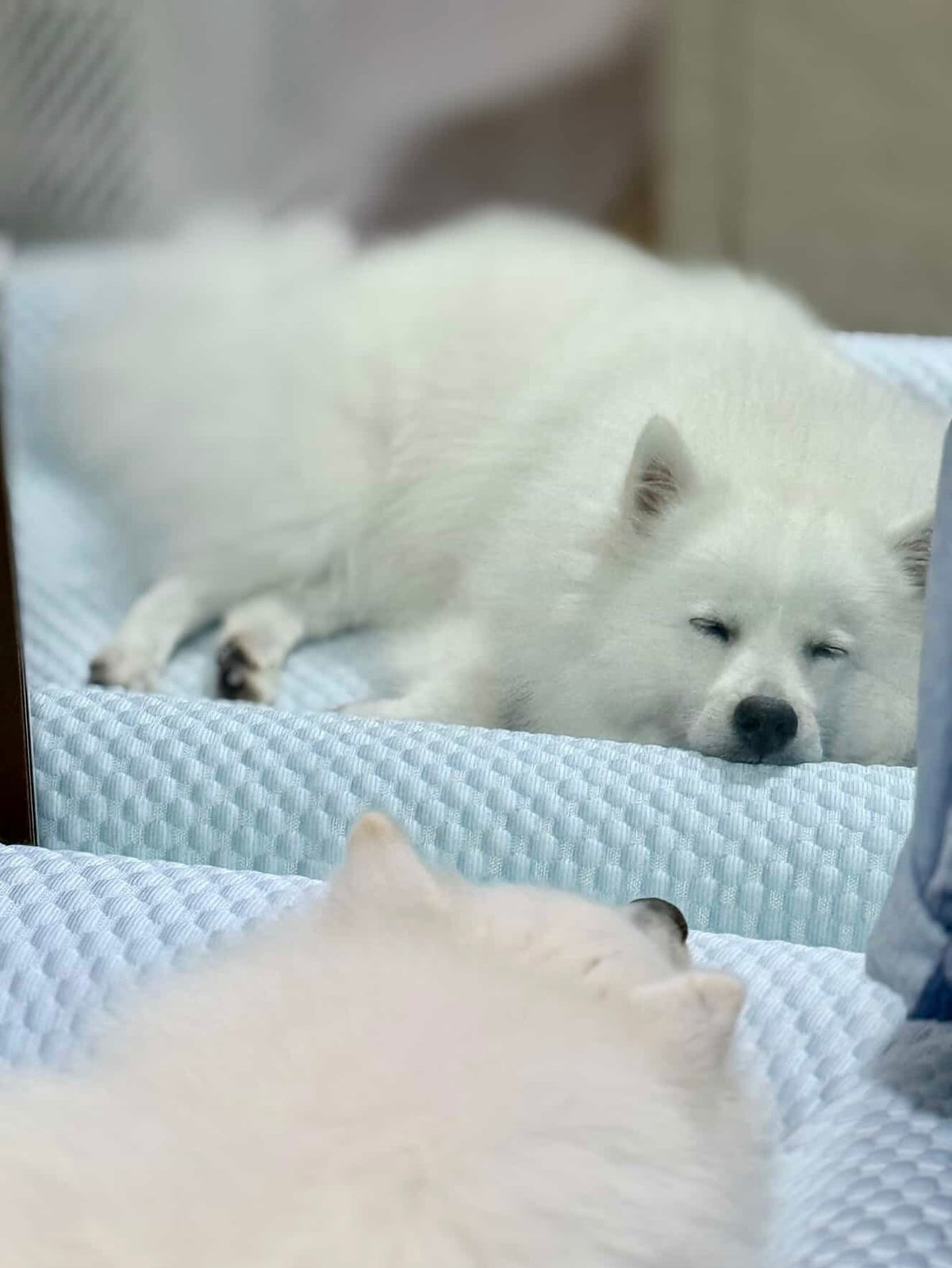 Orthopedic Cooling Bed (Low Entry)