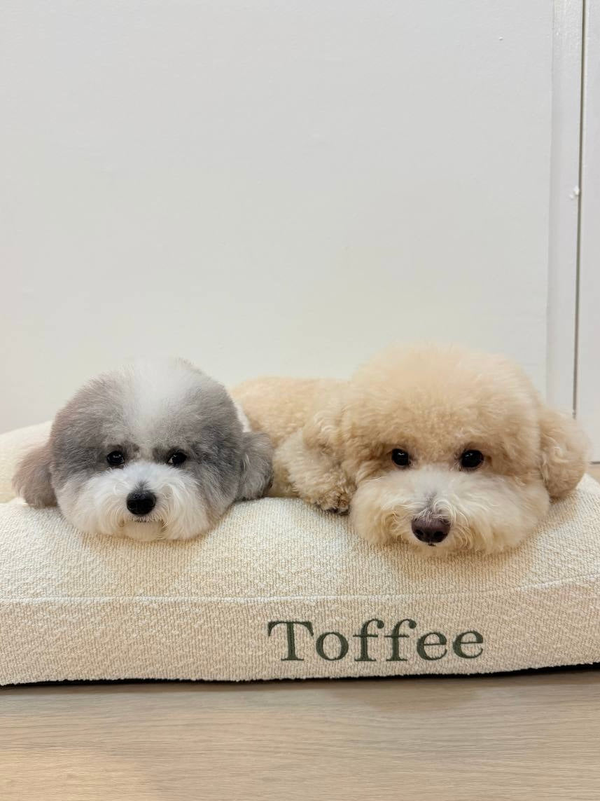 Teddy Cover