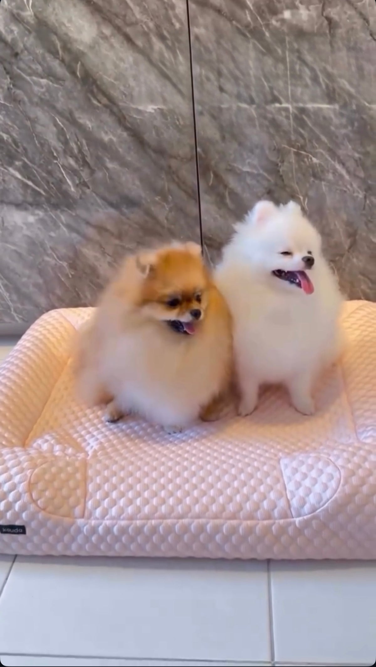 Orthopedic Cooling Bed (Low Entry)