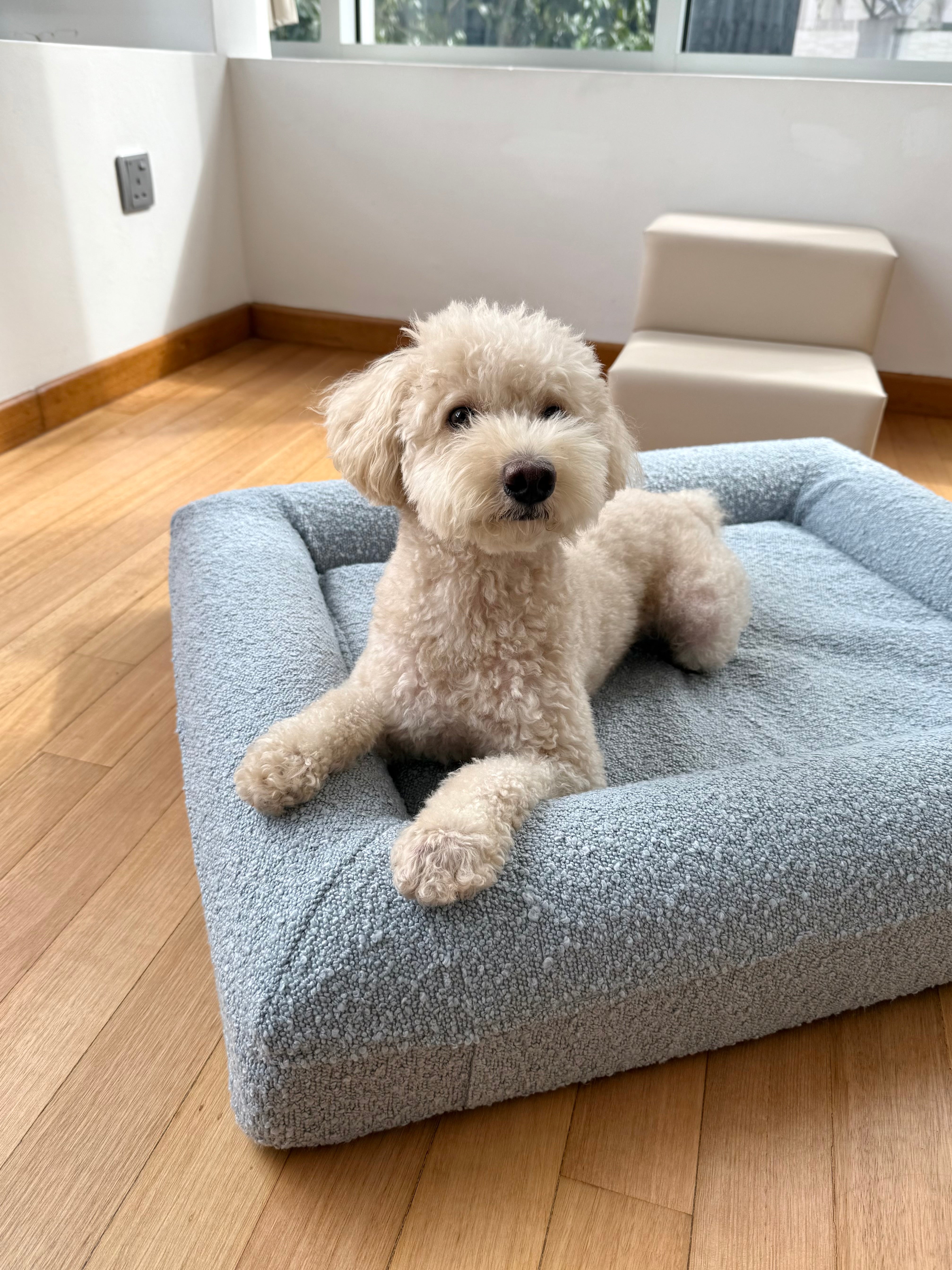 Teddy Cover